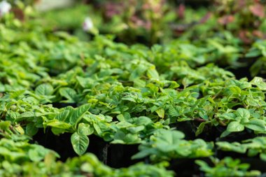 Yeşillik arkaplan, yeşillik doğa yeşili bitki ve yaprak çevre konsepti