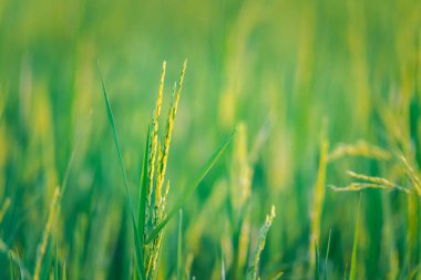 Landscape nature of rice field on rice paddy green color lush growing is a agriculture in asia