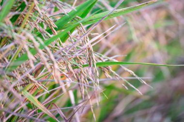 Landscape nature of rice field on rice paddy green color lush growing is a agriculture in asia