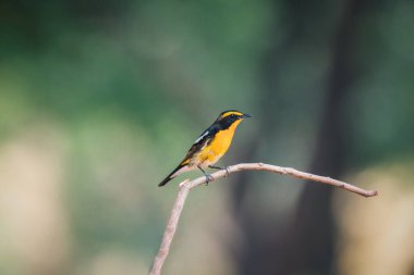 Kuş (Narcissus Flycatcher, Ficedula narcissina) erkek siyah, turuncu, turuncu-sarı renk bir ağacın üzerine tünemiş ve soyu tükenme riski taşımaktadır.