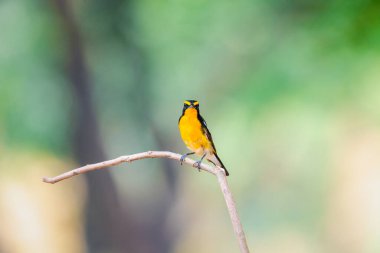 Kuş (Narcissus Flycatcher, Ficedula narcissina) erkek siyah, turuncu, turuncu-sarı renk bir ağacın üzerine tünemiş ve soyu tükenme riski taşımaktadır.