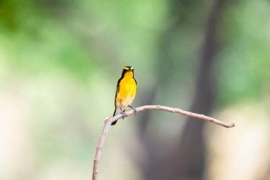 Bird (Narcissus Flycatcher, Ficedula narcissina) male black, orange, orange-yellow color perched on a tree in a nature wild and risk of extinction clipart