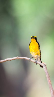 Kuş (Narcissus Flycatcher, Ficedula narcissina) erkek siyah, turuncu, turuncu-sarı renk bir ağacın üzerine tünemiş ve soyu tükenme riski taşımaktadır.