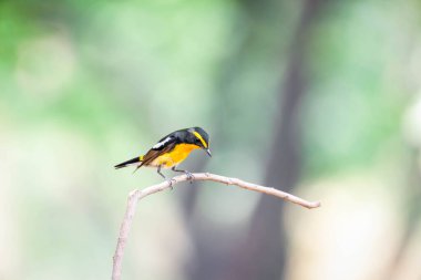 Kuş (Narcissus Flycatcher, Ficedula narcissina) erkek siyah, turuncu, turuncu-sarı renk bir ağacın üzerine tünemiş ve soyu tükenme riski taşımaktadır.