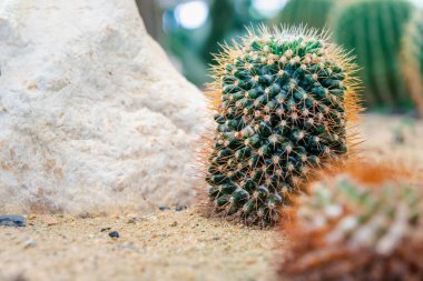 Kaktüs (Gymno, Gymnocalycium) ve kaktüs bahçesindeki kaktüs çiçekleri ev veya çiçekçide dekoratif için çok sayıda boyut ve renk kullanılır.