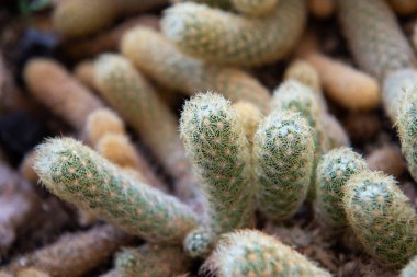 Kaktüs (Gymno, Gymnocalycium) ve kaktüs bahçesindeki kaktüs çiçekleri ev veya çiçekçide dekoratif için çok sayıda boyut ve renk kullanılır.