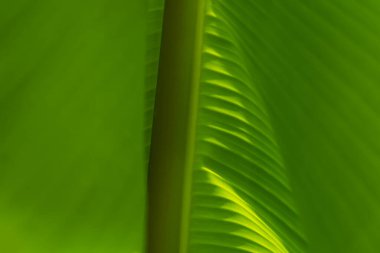 Yeşillik arkaplan, doğal bitki ve yaprak çevrenin yeşil rengi yeşillik kavramı (muz)