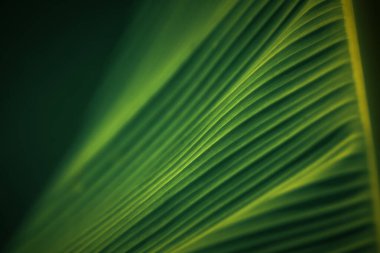 Yeşillik arkaplan, doğal bitki ve yaprak çevrenin yeşil rengi yeşillik kavramı (muz)