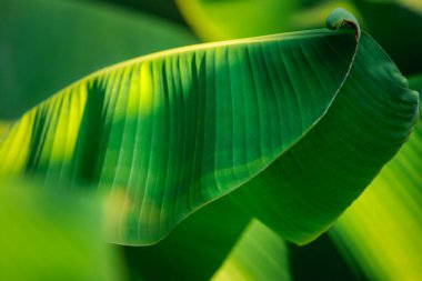 Yeşillik arkaplan, doğal bitki ve yaprak çevrenin yeşil rengi yeşillik kavramı (muz)