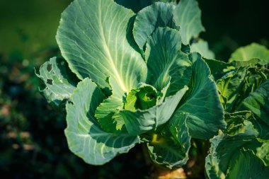 Yeşillik arkaplan, yeşillik doğa yeşili bitki ve yaprak çevre konsepti