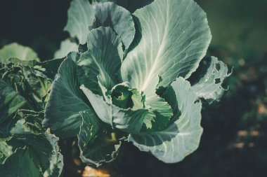 Yeşillik arkaplan, yeşillik doğa yeşili bitki ve yaprak çevre konsepti