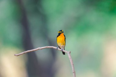 Bird (Narcissus Flycatcher, Ficedula narcissina) male black, orange, orange-yellow color perched on a tree in a nature wild and risk of extinction clipart