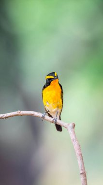 Kuş (Narcissus Flycatcher, Ficedula narcissina) erkek siyah, turuncu, turuncu-sarı renk bir ağacın üzerine tünemiş ve soyu tükenme riski taşımaktadır.