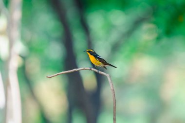 Kuş (Narcissus Flycatcher, Ficedula narcissina) erkek siyah, turuncu, turuncu-sarı renk bir ağacın üzerine tünemiş ve soyu tükenme riski taşımaktadır.