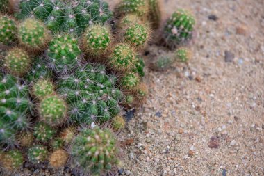 Cactus (Gymno ,Gymnocalycium) and Cactus flowers in cactus garden many size and colors popular use for decorative in house or flower shop clipart