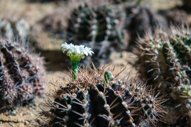 Kaktüs (Gymno, Gymnocalycium) ve kaktüs bahçesindeki kaktüs çiçekleri ev veya çiçekçide dekoratif için çok sayıda boyut ve renk kullanılır.