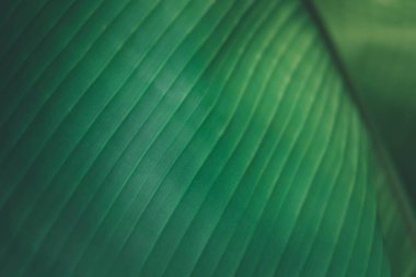 Yeşillik arkaplan, doğal bitki ve yaprak çevrenin yeşil rengi yeşillik kavramı (muz)