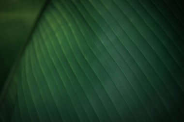 Yeşillik arkaplan, doğal bitki ve yaprak çevrenin yeşil rengi yeşillik kavramı (muz)