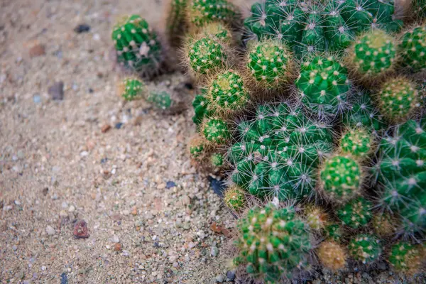 Kaktüs (Gymno, Gymnocalycium) ve kaktüs bahçesindeki kaktüs çiçekleri ev veya çiçekçide dekoratif için çok sayıda boyut ve renk kullanılır.