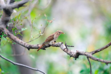 Kuş (ağlamaklı guguk kuşu, Chrysococcyx merulinus) siyah, sarı, kahverengi ve turuncu renk vahşi doğada bir ağaç üzerinde tünemiş