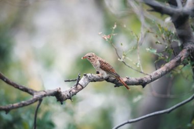 Kuş (ağlamaklı guguk kuşu, Chrysococcyx merulinus) siyah, sarı, kahverengi ve turuncu renk vahşi doğada bir ağaç üzerinde tünemiş