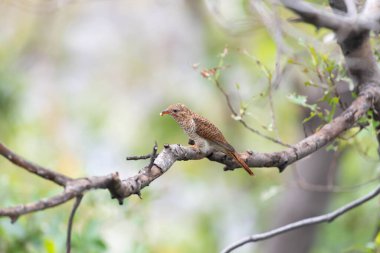 Kuş (ağlamaklı guguk kuşu, Chrysococcyx merulinus) siyah, sarı, kahverengi ve turuncu renk vahşi doğada bir ağaç üzerinde tünemiş