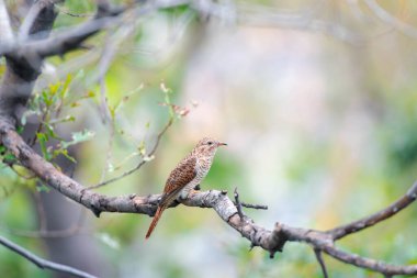 Kuş (ağlamaklı guguk kuşu, Chrysococcyx merulinus) siyah, sarı, kahverengi ve turuncu renk vahşi doğada bir ağaç üzerinde tünemiş