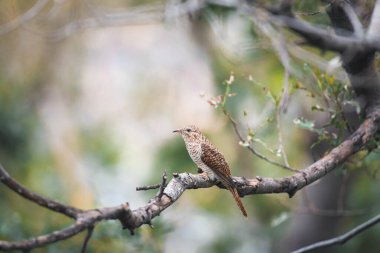 Kuş (ağlamaklı guguk kuşu, Chrysococcyx merulinus) siyah, sarı, kahverengi ve turuncu renk vahşi doğada bir ağaç üzerinde tünemiş