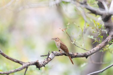 Kuş (ağlamaklı guguk kuşu, Chrysococcyx merulinus) siyah, sarı, kahverengi ve turuncu renk vahşi doğada bir ağaç üzerinde tünemiş
