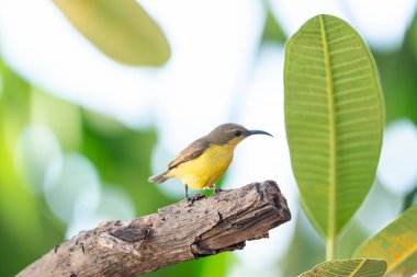 Bird (Olive-backed sunbird, Yellow-bellied sunbird) female yellow color perched on a tree in a nature wild clipart