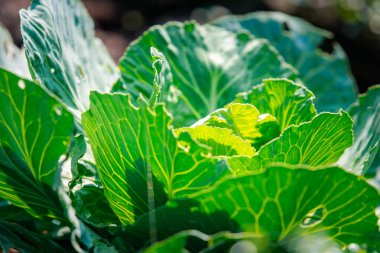 Yeşillik arkaplan, yeşillik doğa yeşili bitki ve yaprak çevre konsepti