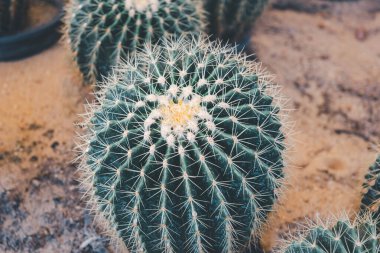 Cactus (Gymno ,Gymnocalycium) and Cactus flowers in cactus garden many size and colors popular use for decorative in house or flower shop clipart