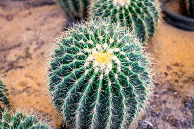 Cactus (Gymno ,Gymnocalycium) and Cactus flowers in cactus garden many size and colors popular use for decorative in house or flower shop clipart