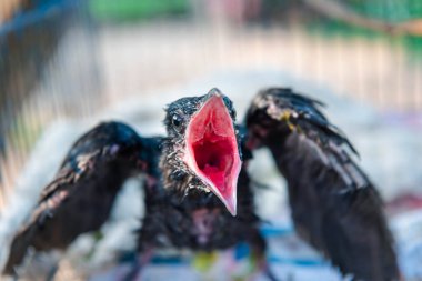 Kuş (Asya koeli, Eudinnamys scolopaceus) yavru kuş ya da yavru kuş (yuvalanan) vahşi bir doğada bir ağaçta beslenen ayağı bekler.