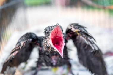 Kuş (Asya koeli, Eudinnamys scolopaceus) yavru kuş ya da yavru kuş (yuvalanan) vahşi bir doğada bir ağaçta beslenen ayağı bekler.