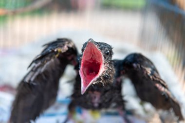Kuş (Asya koeli, Eudinnamys scolopaceus) yavru kuş ya da yavru kuş (yuvalanan) vahşi bir doğada bir ağaçta beslenen ayağı bekler.