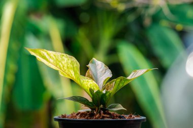Yeşillik arkaplan, Anthurium Rönesans Değişken, doğa bitkisinin yeşil rengi ve yaprak çevresi konsepti
