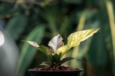 Yeşillik arkaplan, Anthurium Rönesans Değişken, doğa bitkisinin yeşil rengi ve yaprak çevresi konsepti
