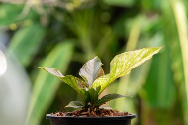 Yeşillik arkaplan, Anthurium Rönesans Değişken, doğa bitkisinin yeşil rengi ve yaprak çevresi konsepti