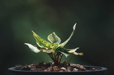Yeşillik arkaplan, Anthurium Rönesans Değişken, doğa bitkisinin yeşil rengi ve yaprak çevresi konsepti