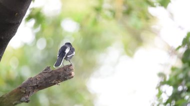 Kuş (oryantal Saksağan-robin ya da Copsychus saularis) kadın siyah, gri ve beyaz renk vahşi doğada bir ağaç üzerinde tünemiş