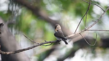 Vahşi doğada bir ağaç gri-kahverengi renk tünemiş kuş (Asya kahverengi sinekkapan, Muscicapa dauurica, Siamensis)