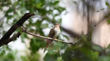 Kuş (ağlamaklı guguk kuşu, Chrysococcyx merulinus) siyah, sarı, kahverengi ve turuncu renk vahşi doğada bir ağaç üzerinde tünemiş
