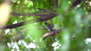 Kuş (küllü çaylak herif, Dicrurus leucophaeus) Yetişkin küllü çaylak herif ağırlıklı olarak koyu gri ise kuyruk vahşi doğada ağaca tünemiş uzun ve derin çatal