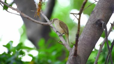 Bir ağaç vahşi doğada kuş (çizgi kulaklı Bülbül, Pycnonotus blanfordi) kahverengi renk tünemiş