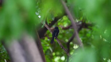 Bahçedeki ağaca kuş (oryantal Saksağan-robin ya da Copsychus saularis) erkek siyah ve beyaz renk tünemiş