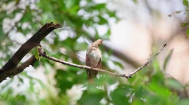 Kuş (ağlamaklı guguk kuşu, Chrysococcyx merulinus) siyah, sarı, kahverengi ve turuncu renk vahşi doğada bir ağaç üzerinde tünemiş