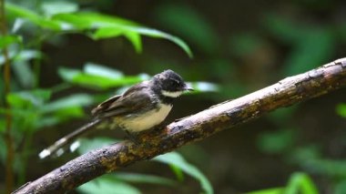Bir ağaç vahşi doğada kuş (Malezya tarihimin alaca, Rhipidura javanica) siyah ve beyaz renk tünemiş