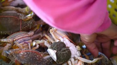 Taze çiğ deniz çiçek yengeç (portunus pelagicus) premium sınıf görüntü deniz ürünleri pazarında Satılık veya Tay street gıda kullanım beyazlatılmış yengeç buharda pişirmek için