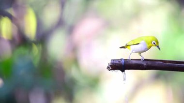 Kuş (Swinhoe White-eye, Oriental white-eye, Zosterops simplex) doğada bir ağaca tünemiş beyaz göz halkası ve genel olarak sarımsı üst kısımları vardır.